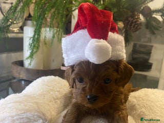 Maltipoo dogs ⭐ Mini Maltipoo F1b • Tiny Teddy DNA Test - Advert 15