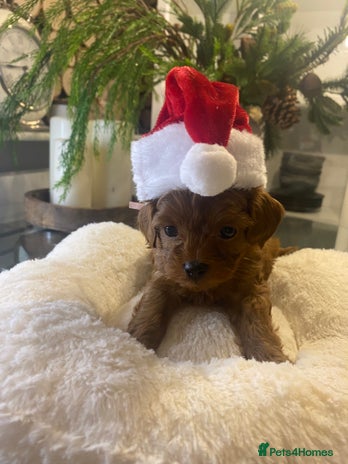 Maltipoo dogs ⭐ Mini Maltipoo F1b • Tiny Teddy DNA Test - Advert 1