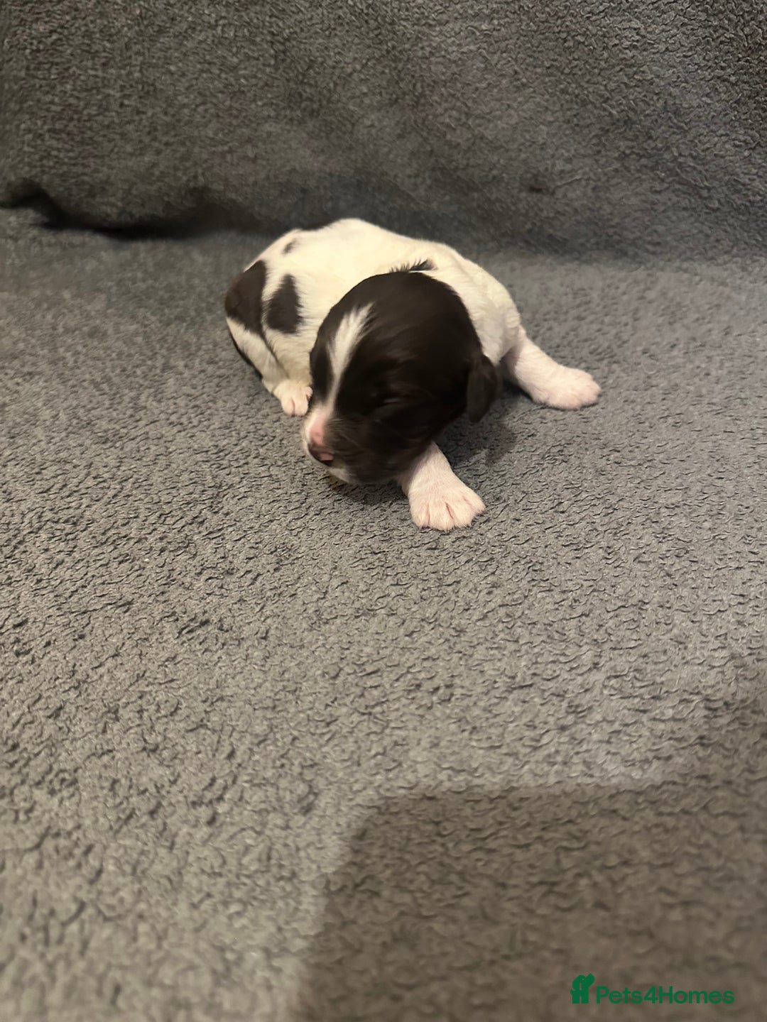 Mixed Breed dogs for sale: Sprockerdor bitch pup *READY NOW* - Advert 26