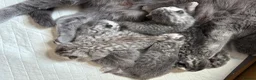 British Shorthair cats for sale: British Shorthair Tabby - Advert 3