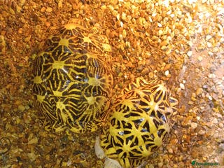 Tortoise reptiles INDIAN STAR TORTOISES - BREEDING PAIR - Advert 2