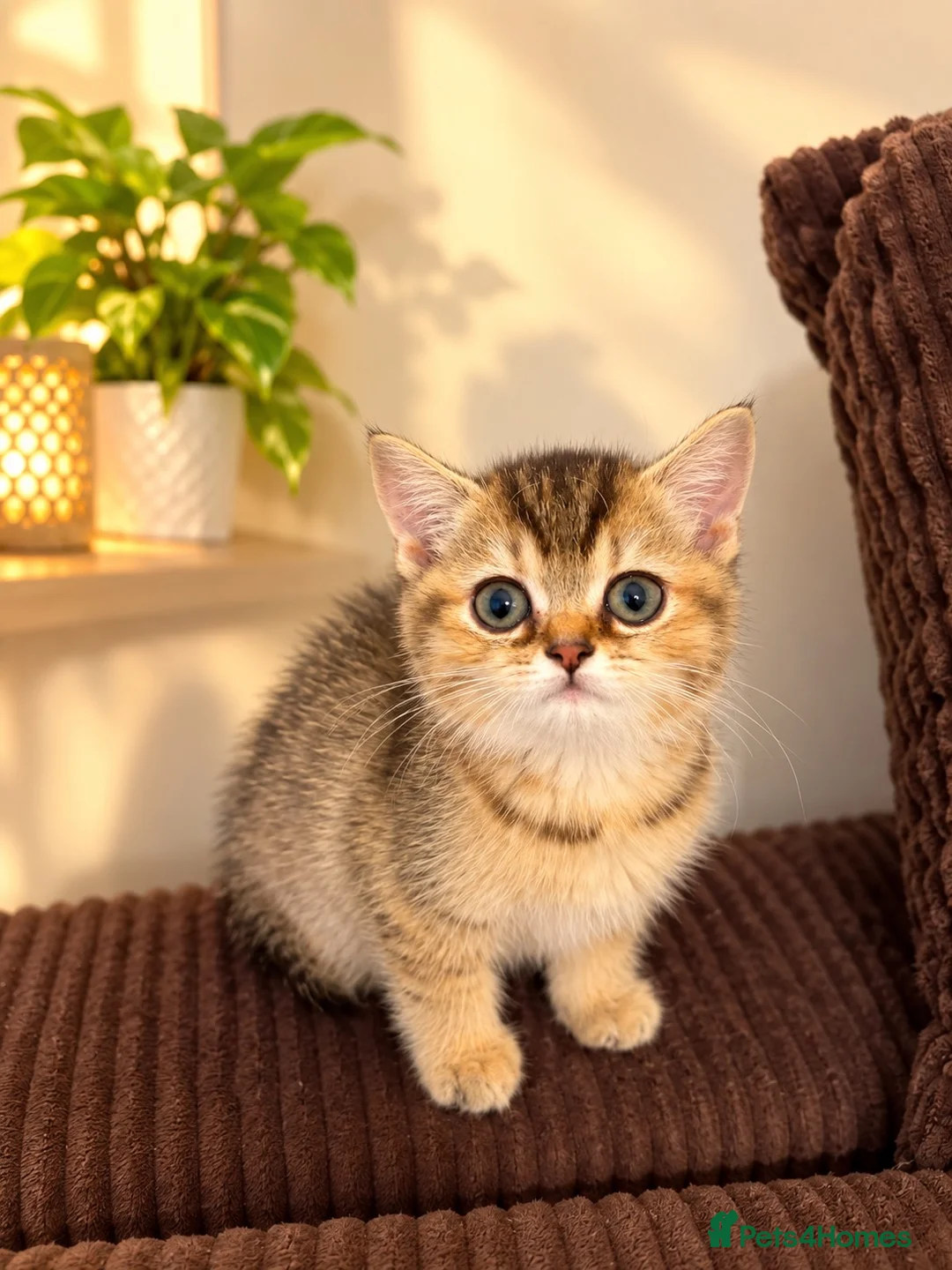 British Shorthair cats for sale: Black Golden Shaded BSH - Advert 8