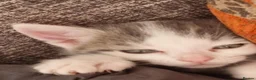 Domestic Shorthair cats for sale: Kittens for sale - Advert 5