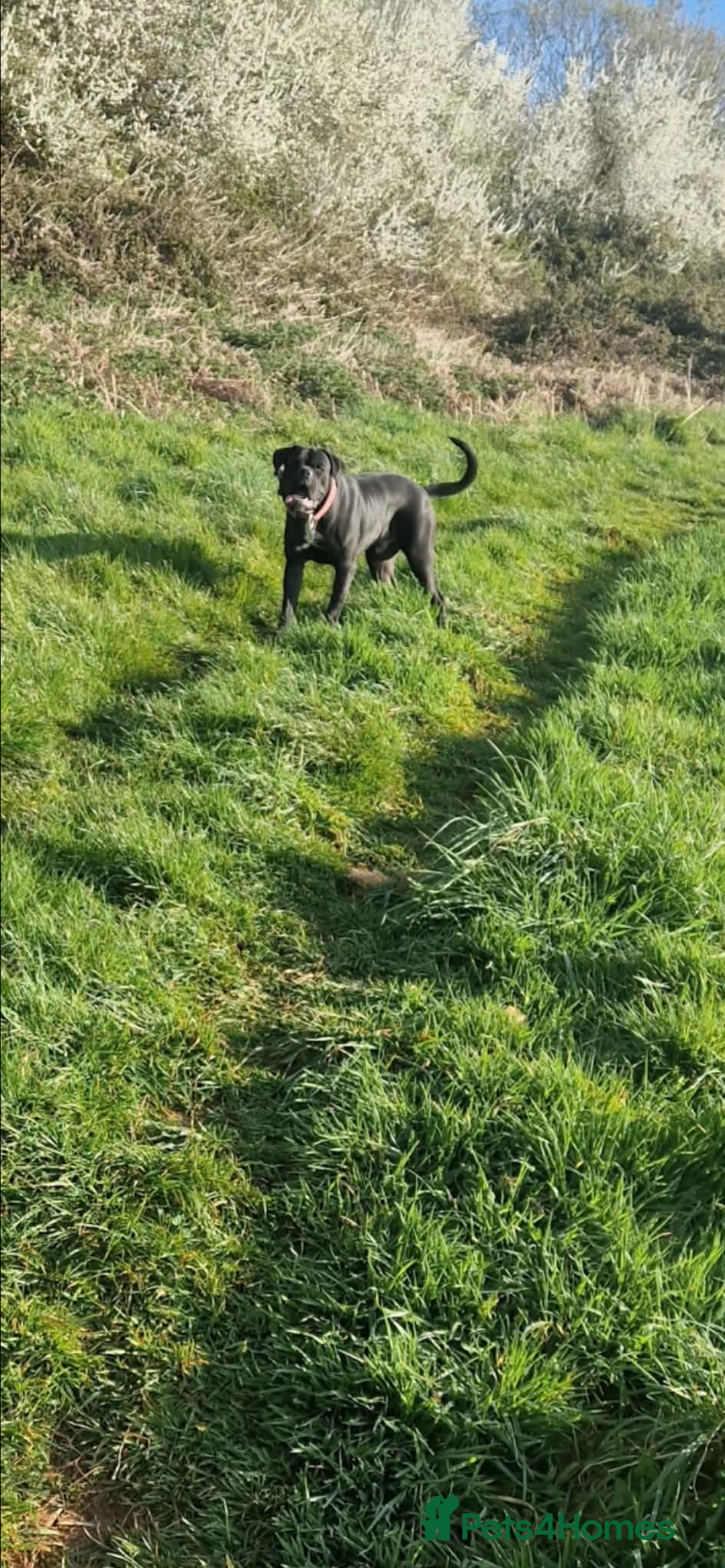 Mixed Breed dogs for sale: Cane corso hybrid - Advert 16