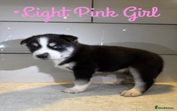 Siberian Husky dogs for sale: Husky Puppies 🩵🩷 - Image 18