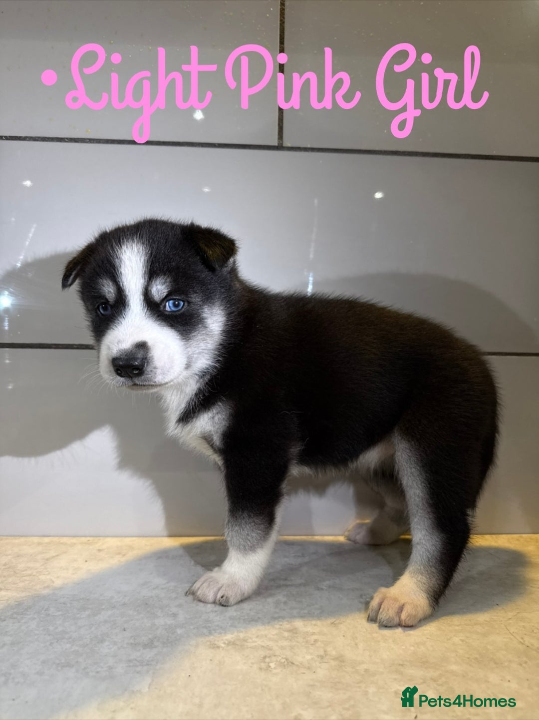 Siberian Husky dogs for sale: Husky Puppies 🩵🩷 - Image 18