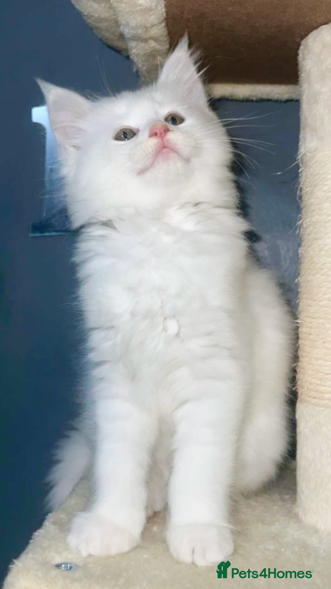 Mixed Breed cats for sale: Maine Coon X Ragdoll Kittens - Advert 1