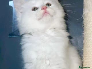 Mixed Breed cats Maine Coon X Ragdoll Kittens - Advert 6