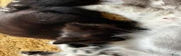 Mixed Breed cats for sale: Kittens looking for a new loving home  - Advert 13