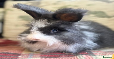 Angora rabbits - Advert 4