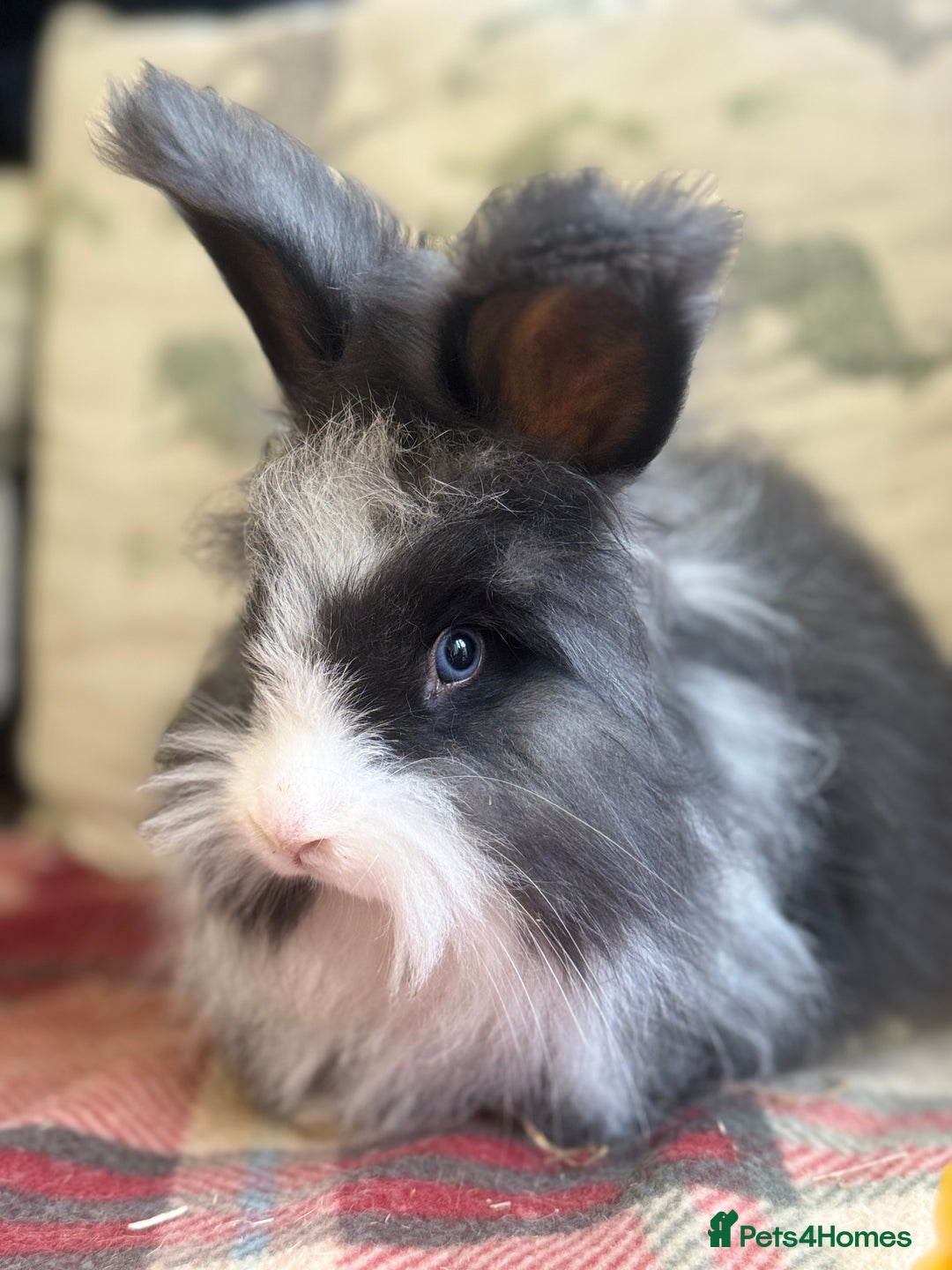 Angora rabbits for sale: Stunning pure bred English angora babies - Image 3