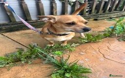 Chiweenie dogs for sale: Chiweenie  - Image 2