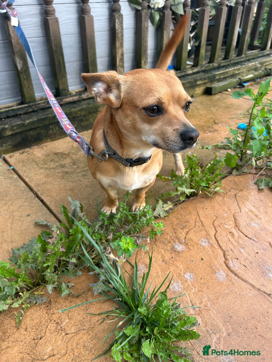Chiweenie dogs for sale: Chiweenie  - Image 2