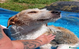 Foxhound dogs for sale: Welsh Foxhound  - Image 1