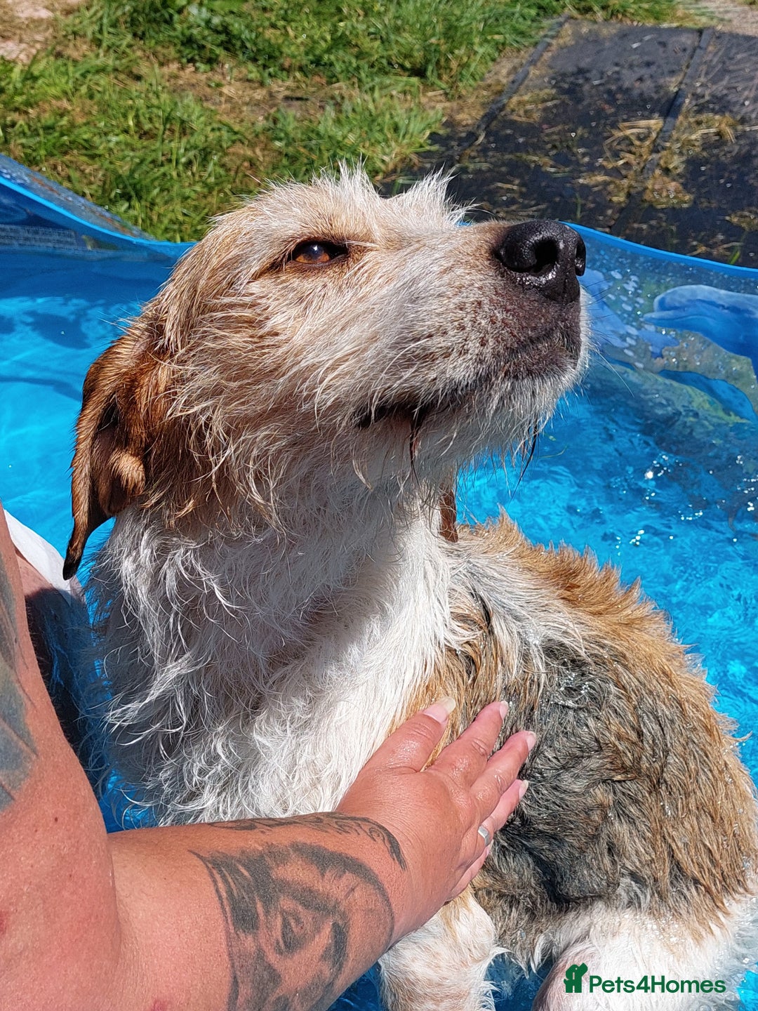 Foxhound dogs for sale: Welsh Foxhound  - Image 1