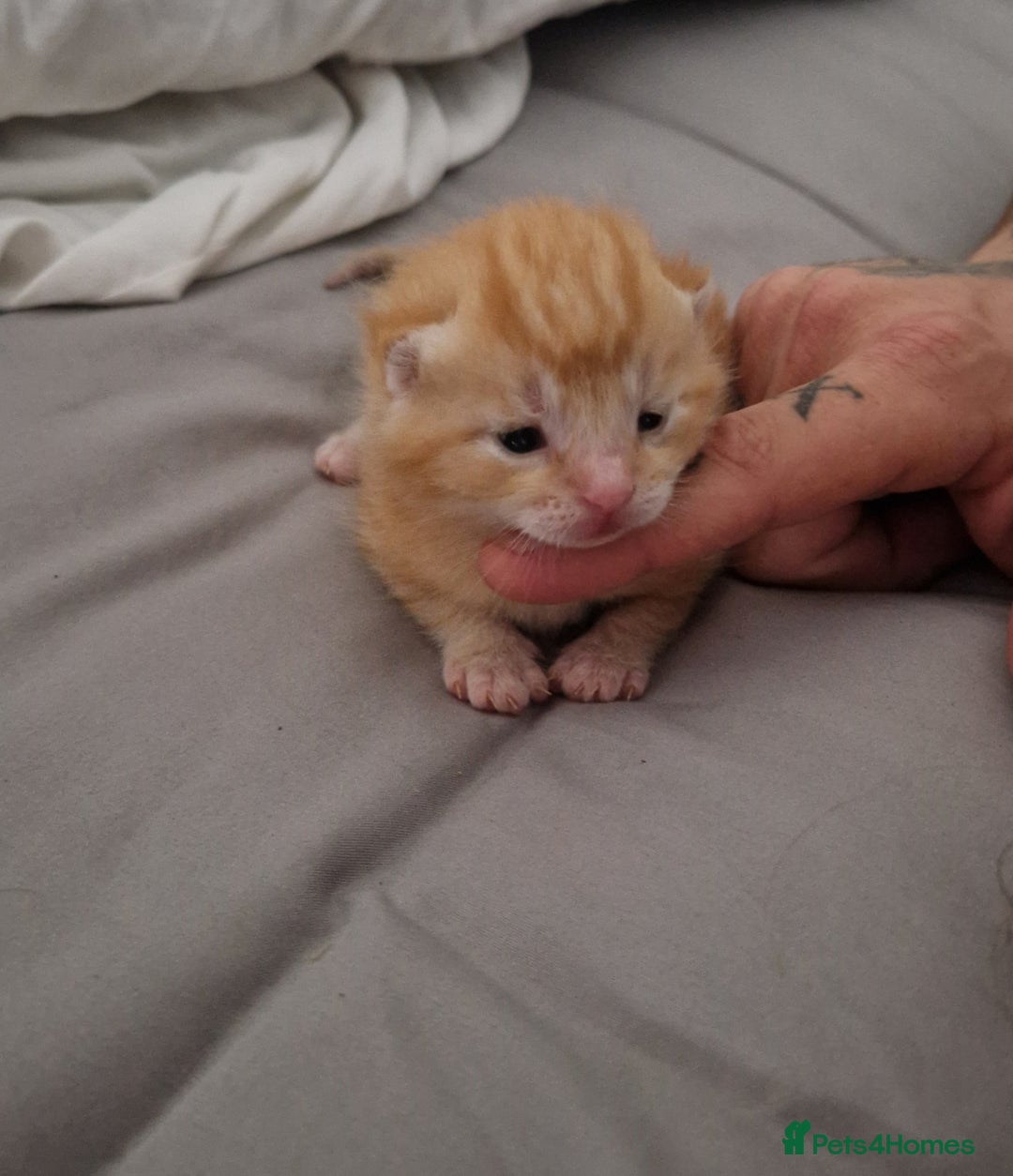 Bengal cats for sale: Siberian/bengal cross kittens - Image 8