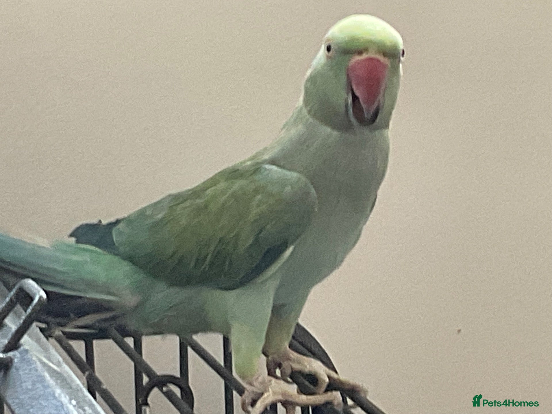 Ringnecks birds BLUE INDIAN RINGNECK PARRAKEET PLUS OWN CAGE ETC - Advert 5