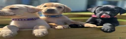 Labrador Retriever dogs for sale: Stunning lab puppies  - Advert 18