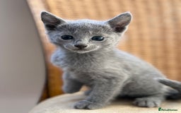Russian Blue cats for sale: American lines Russian Blue Kittens. - Image 14