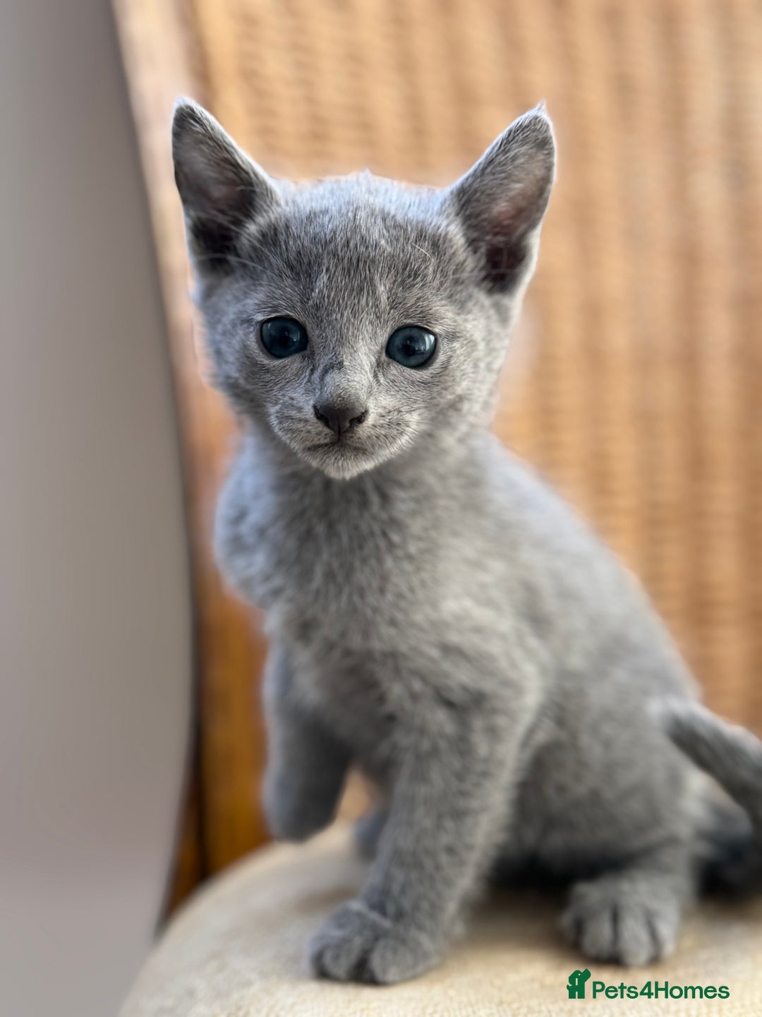 Russian Blue cats for sale: American lines Russian Blue Kittens. - Image 14