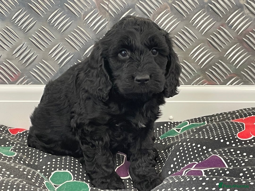 Cockapoo dogs for sale: F1 Cockapoo puppies for sale  - Image 13