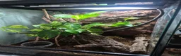 Frog reptiles for sale: Male and Female Whites tree frogs with terrarium - Advert 5