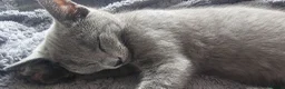 Russian Blue cats for sale: Ready Now TICA full pedigree RUSSIAN BLUE kittens  - Advert 20