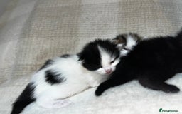 Mixed Breed cats for sale: 4 male kittens ready around 16/10!! - Image 7
