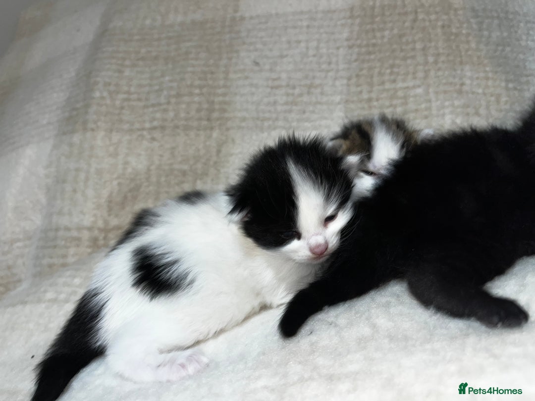 Mixed Breed cats for sale: 4 male kittens ready around 16/10!! - Image 7