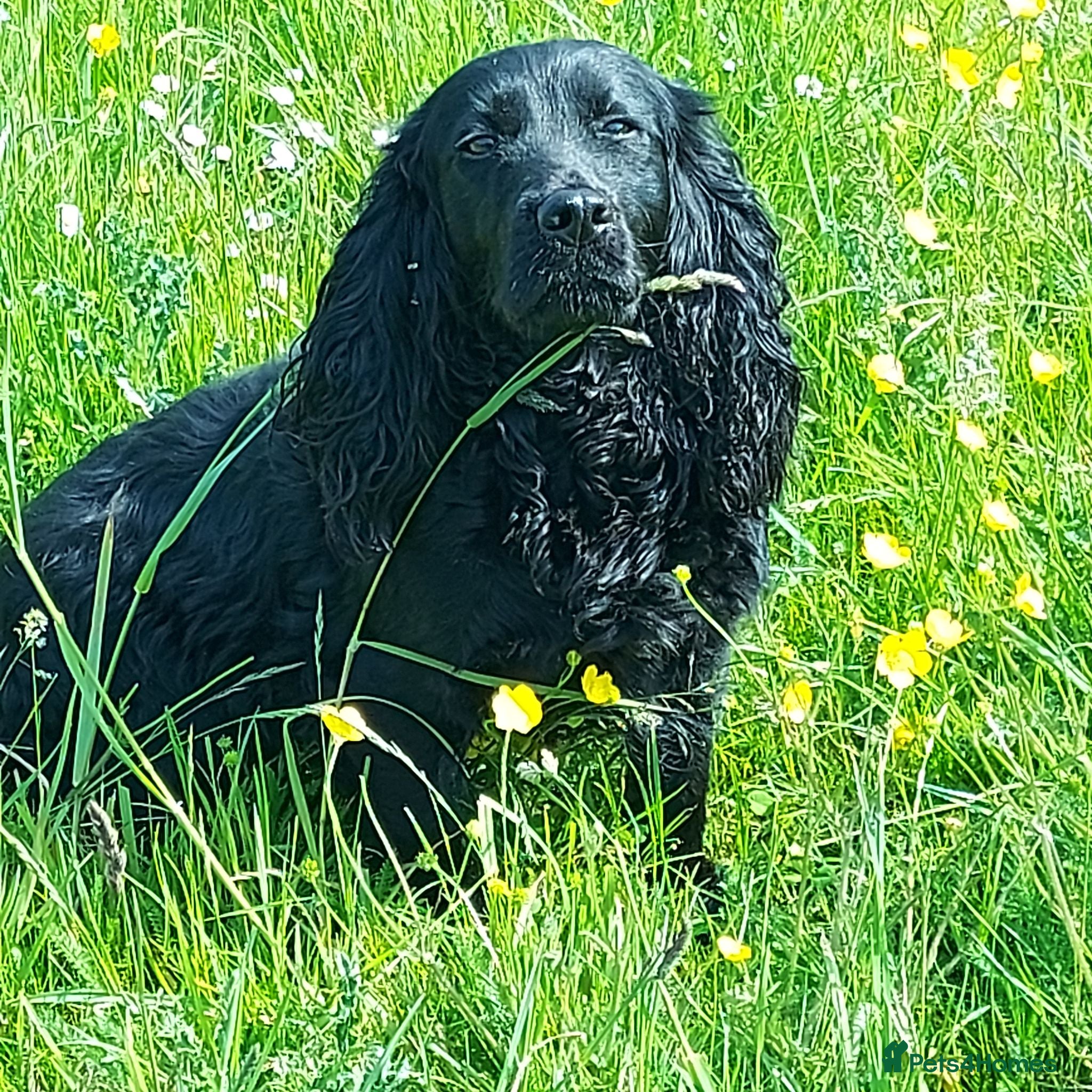 Cocker Spaniel dogs Beautiful Cocker Spaniel - Advert 2