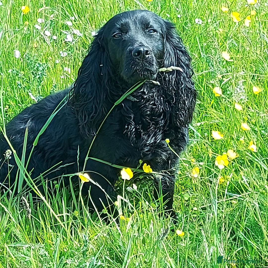 Cocker Spaniel dogs for sale: Beautiful Cocker Spaniel - Advert 2