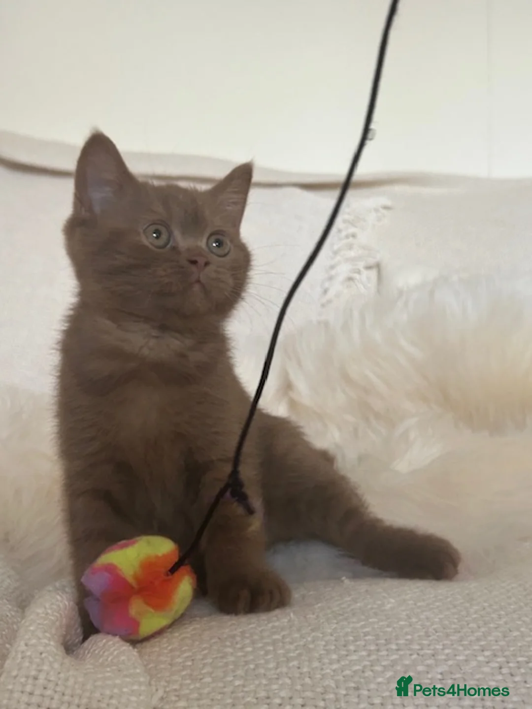 British Shorthair cats for sale: GCCF Cinnamon & Lilac BSH - Advert 8