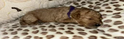 Maltipoo dogs for sale: Maltipoo Pups F1b - Advert 9