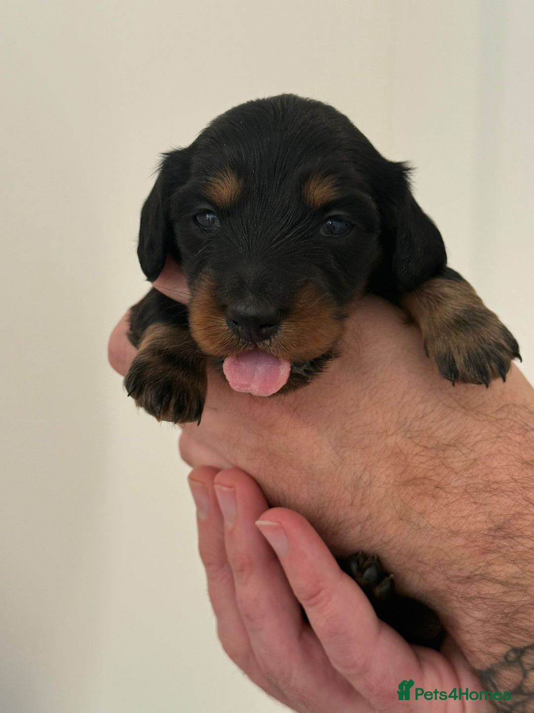 Miniature Dachshund dogs for sale: Black and Tan Miniature Daschund  - Advert 9