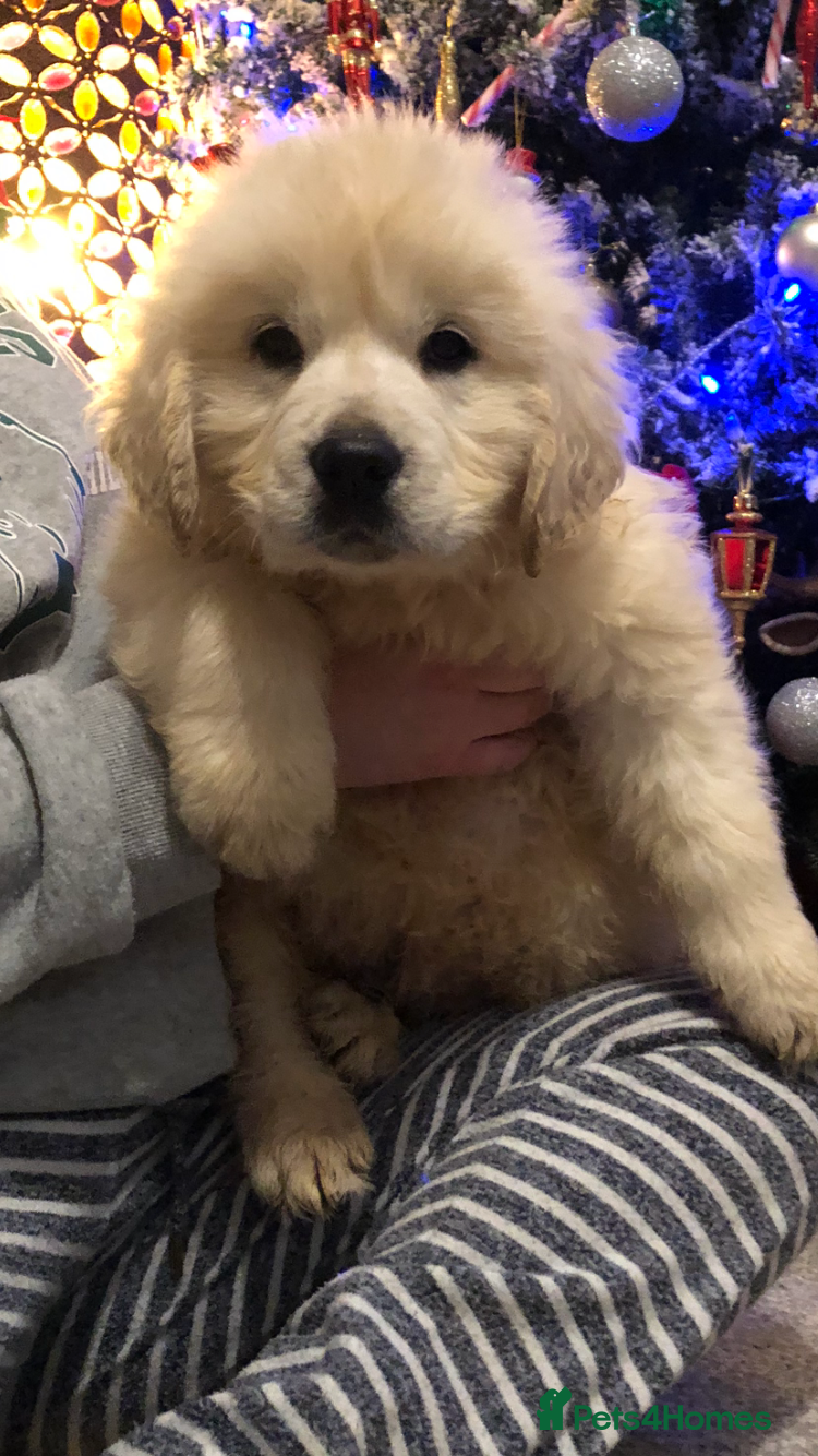 Golden Retriever dogs READY TODAY Show quality golden retriever puppies  - Advert 9