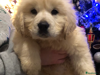 Golden Retriever dogs READY TODAY Show quality golden retriever puppies - Advert 9