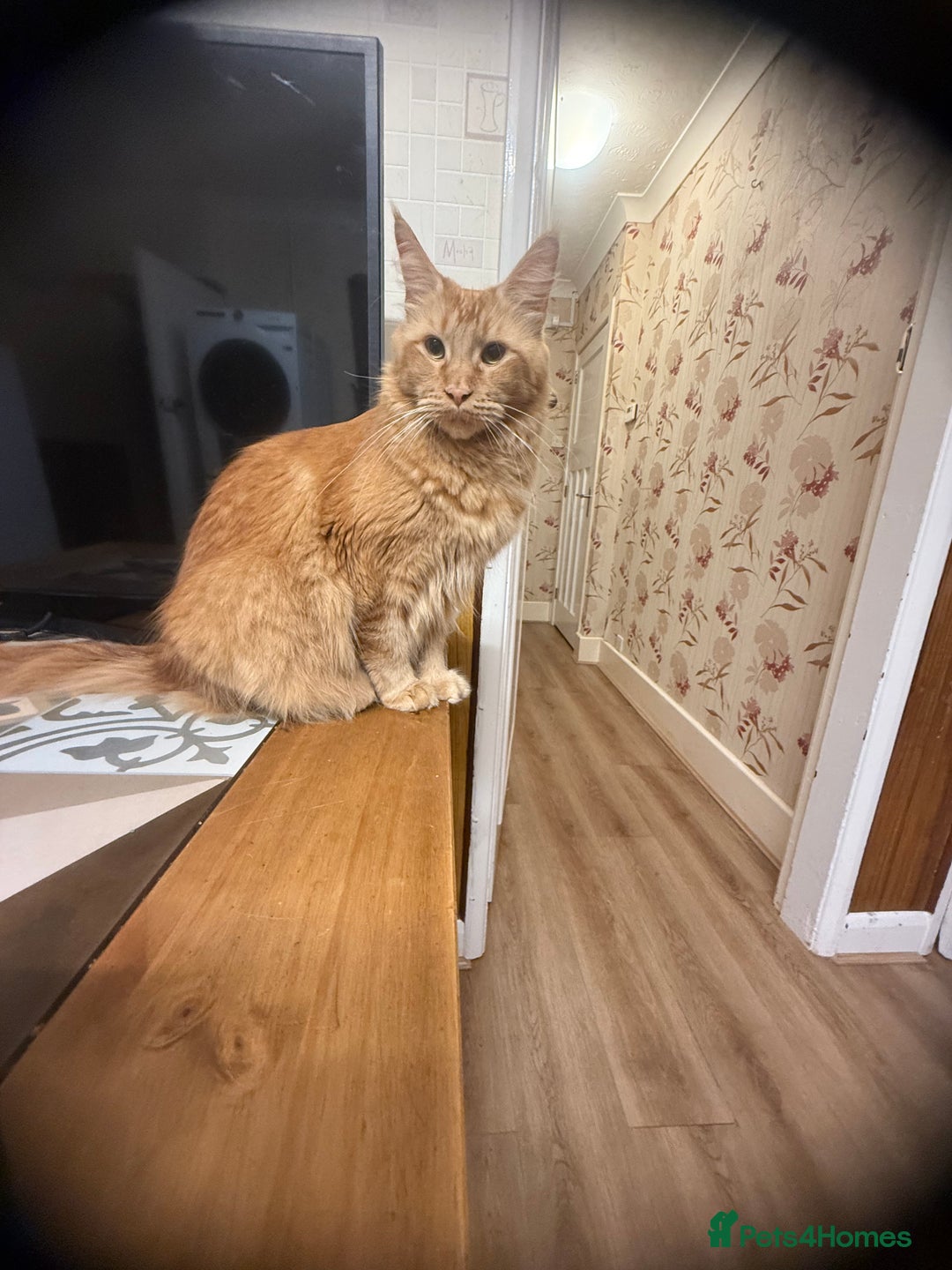 Maine Coon cats for sale: Maine Coon kitten GCCF in Boston - Image 22