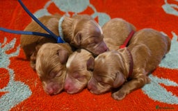 Cockapoo dogs for sale: American cockerpoo licensed Breeder health tested  - Image 26