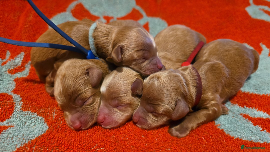 Cockapoo dogs for sale: American cockerpoo licensed Breeder health tested  - Image 26