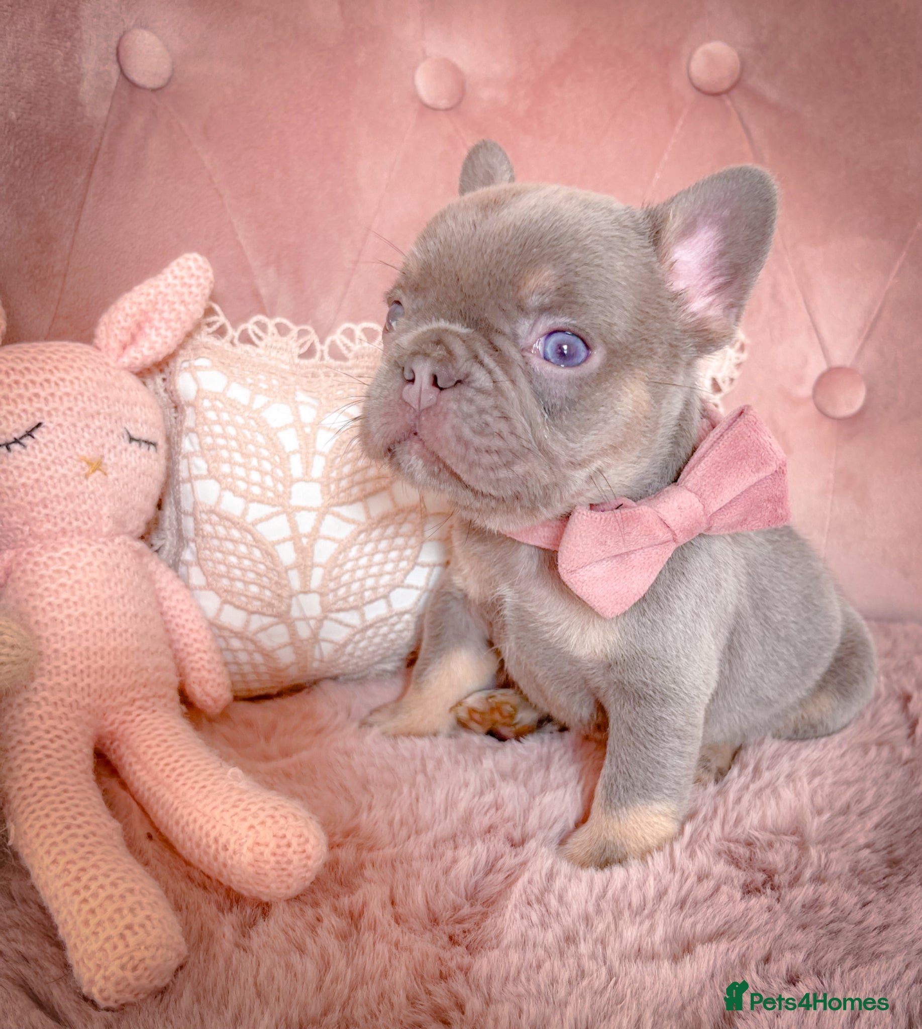 French Bulldog dogs 🏆UNIQUE FLUFFY BOY🧸🤩 - Advert 5