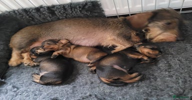 Miniature Dachshund dogs - Advert 3