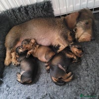 Miniature Dachshund dogs - Advert 9