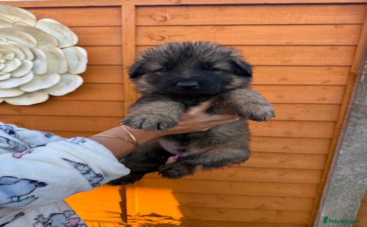 German Shepherd dogs - Advert 8