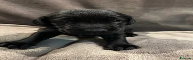 Springador 2