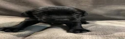 Springador dogs for sale: Springador pups - Advert 24