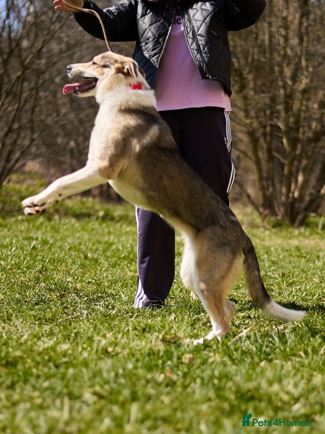 Mixed Breed dogs for adoption: 💖🐶 NINA 🐶💖 - Image 31