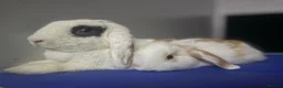 Mini Lop rabbits for sale: Beautiful mini lop babies  - Advert 10