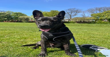 Mixed Breed dogs - Advert 9