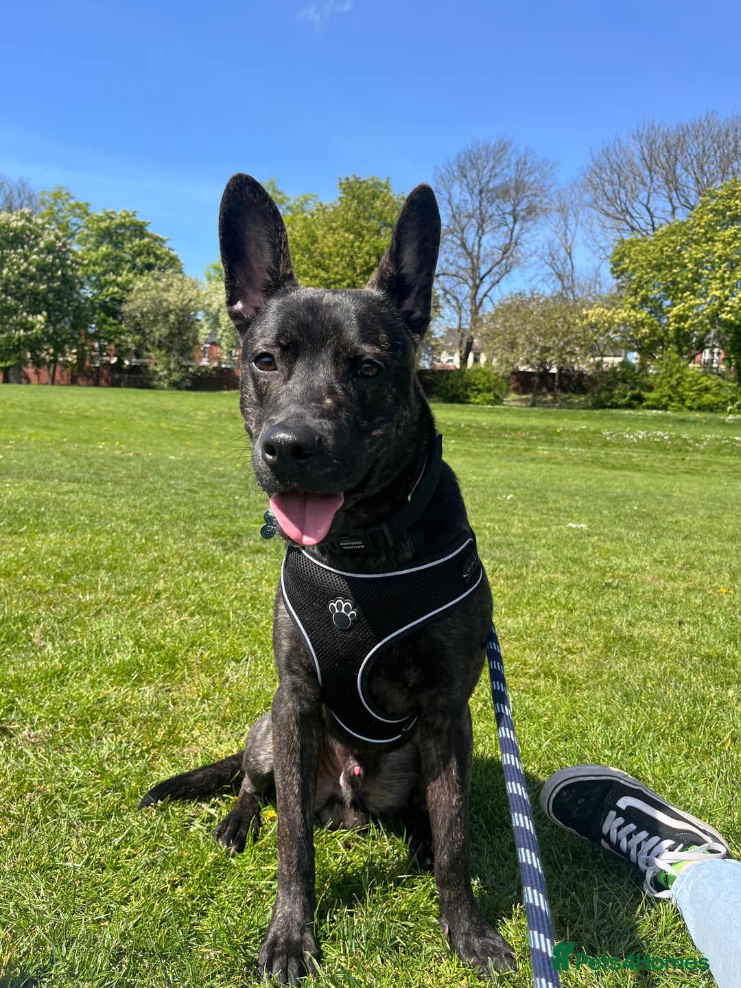 Mixed Breed dogs for sale: Bear - Staffy X German Shepherd - Image 5