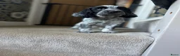 Cocker Spaniel dogs for sale: The Perfect Mix Show x Working - Advert 5